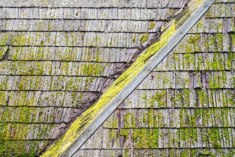 Wood shingle roof covered with moss